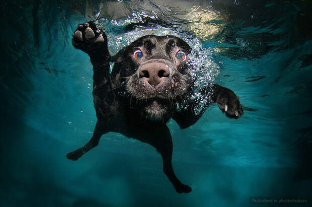 Сез Кастил, Seth Casteel, фотографии собак под водой