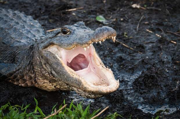 surprise alligator florida close up