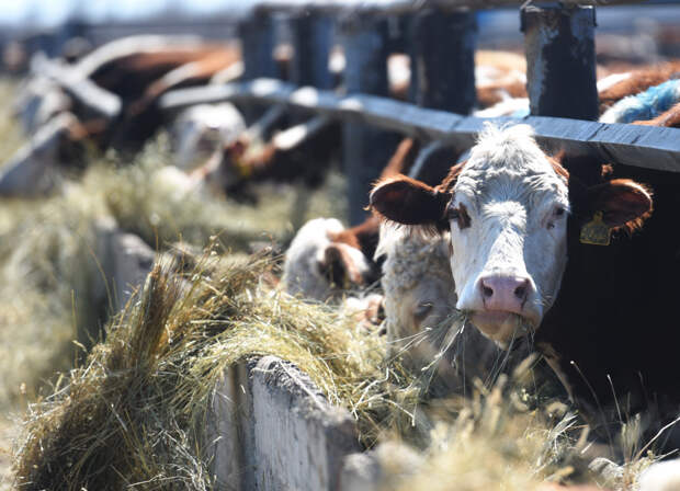 Главе новосибирского Минсельхоза пророчат отставку на фоне массового изъятия скота