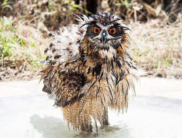 Мокрые совы Мокрые совы совы, мокрые совы