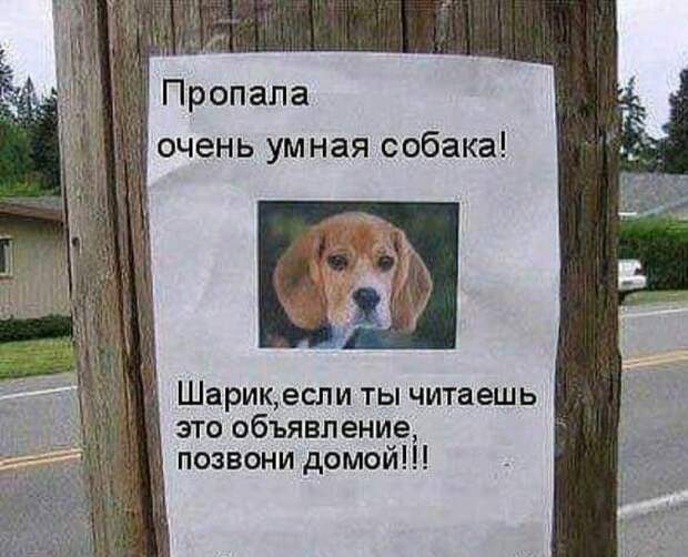 Сидят два папуаса-людоеда на берегу океана, ножками болтают, журнал «Плейбой» листают...