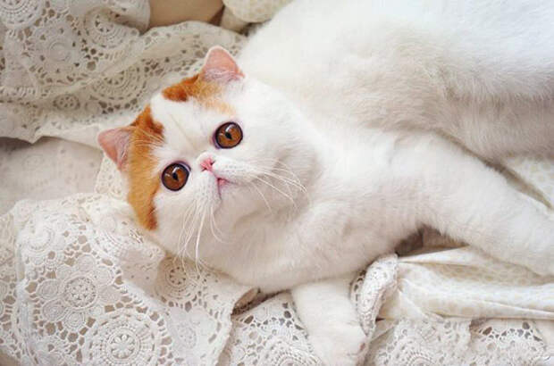 Кот Снупи - звезда интернета. Фото