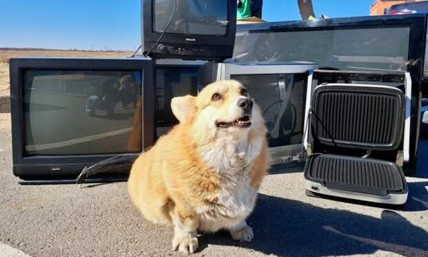 «25 тонн полезных отходов»: в Поморье подвели итоги юбилейного «Электросбора»