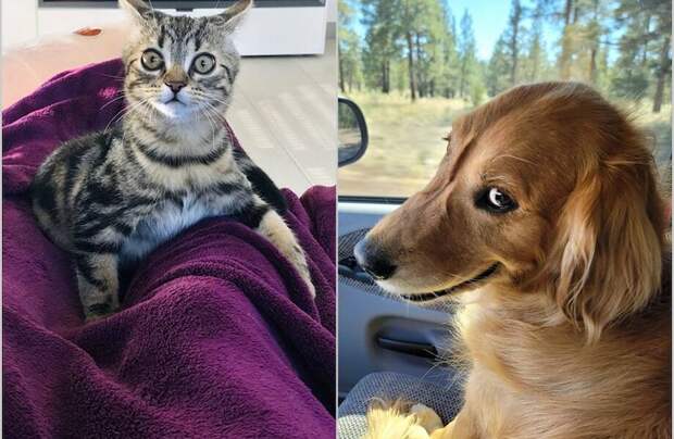 15 смешных реакций домашних животных на вещи, которые они увидели впервые