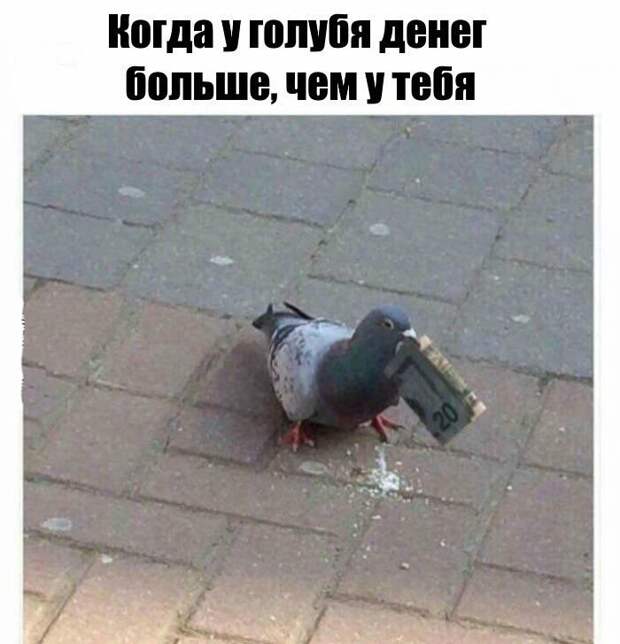 Смешные картинки с надписями прикол, юмор