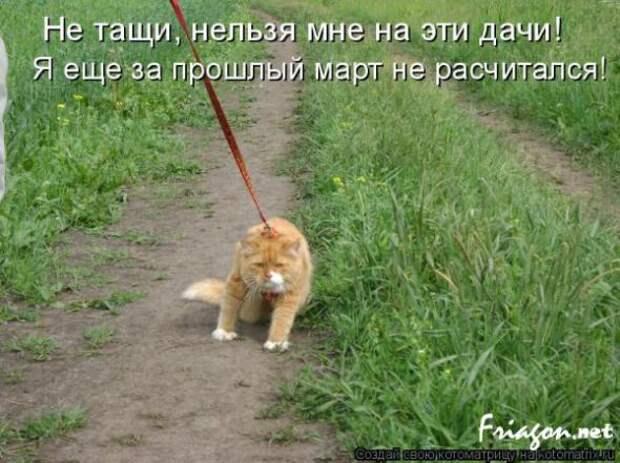 Котоматрица про Любовь