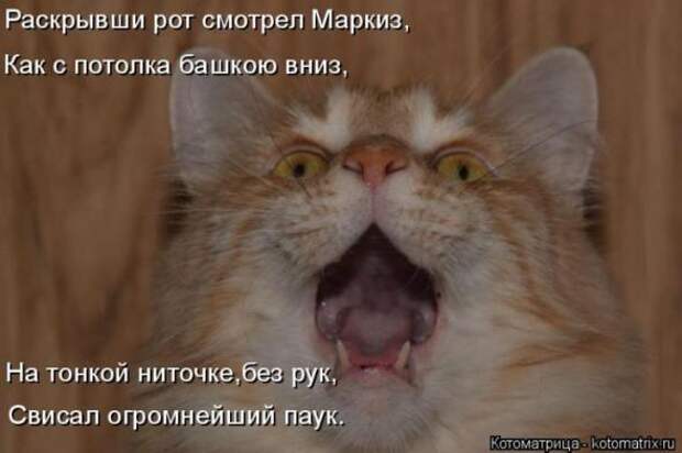 Котоматрицы(картинки с надписями)