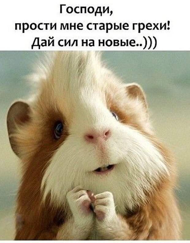 Задорные шутки с сарказмом
