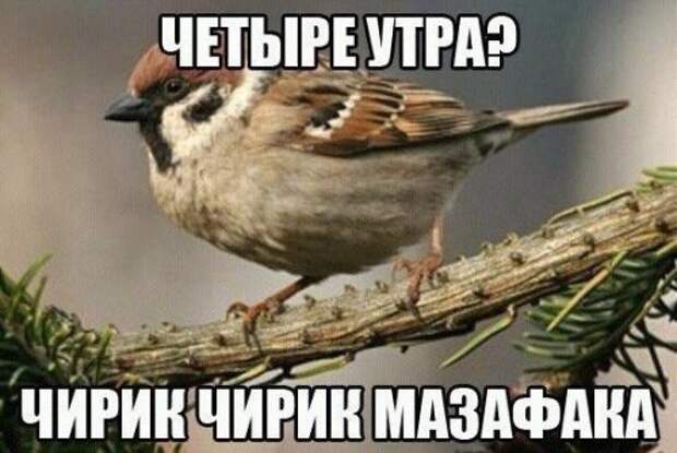 Забавные фотомемы (24 шт)