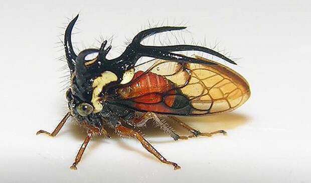 Опасные и ужасные: у какого насекомого самый жуткий вид?