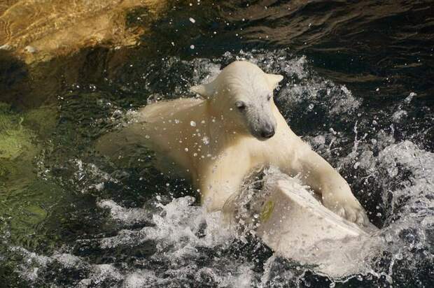 Interesting pictures with animals 10