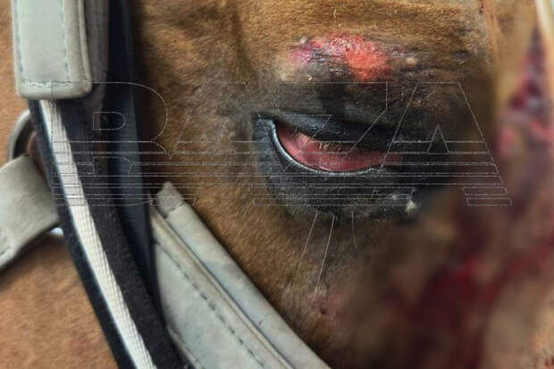 Дочь участницы "Битвы экстрасенсов" Якубович обвинили в истязании лошади