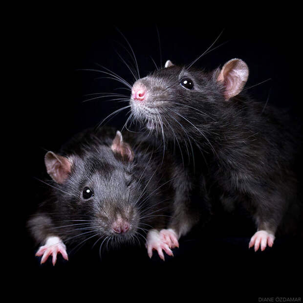 Два брата Оздамар, грызун, животные, крыса, портрет, проект, съемка, фото