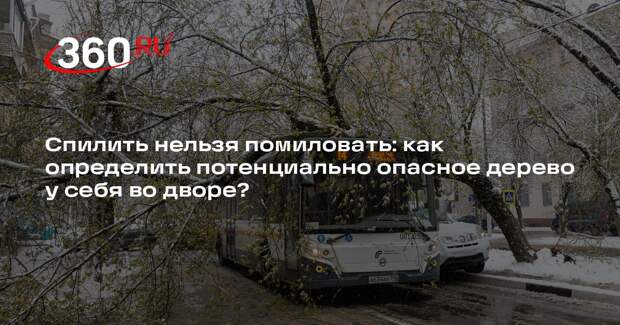 Общественник Бондарь объяснил, как определить аварийное дерево
