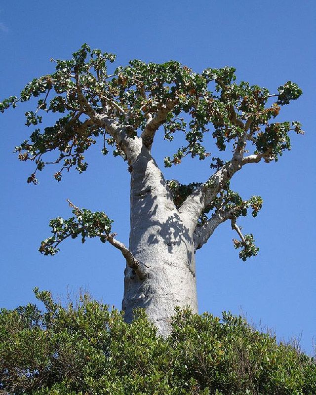 Удивительный остров Сокотра Socotra21 Удивительный остров Сокотра