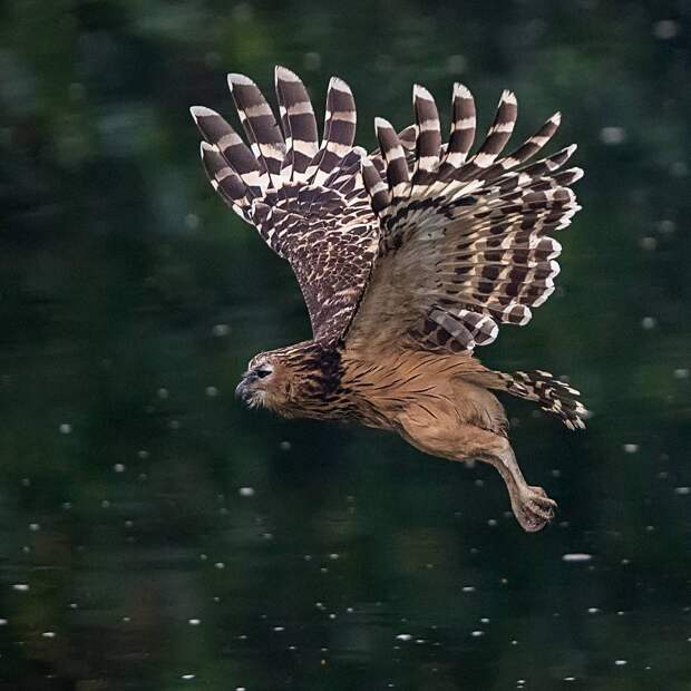 Великолепные фотографии птиц Джонсон Чуа