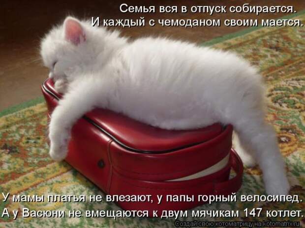 Лучшие котоматрицы недели (50 фото)