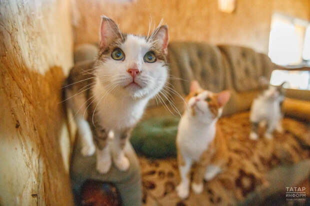 Татарстанда фатирда яшәүче йорт хайваннары санын чикләргә тәкъдим иттеләр