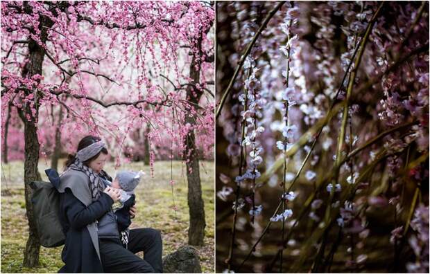 Долгожданная весна: 12 колоритных снимков цветения сакуры