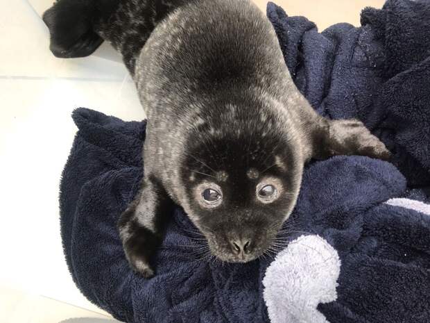 «Настоящий тюленепад»: в Ленобласти спасли еще двух детенышей