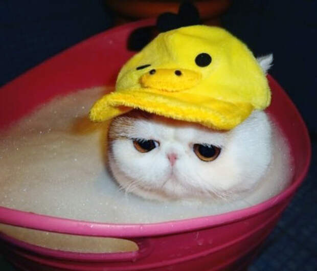 Кот Снупи - звезда интернета. Фото