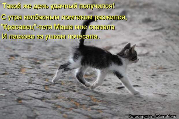 Лучшие котоматрицы недели Лучшие котоматрицы недели