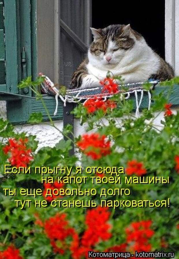 Котоматрицы(картинки с надписями)
