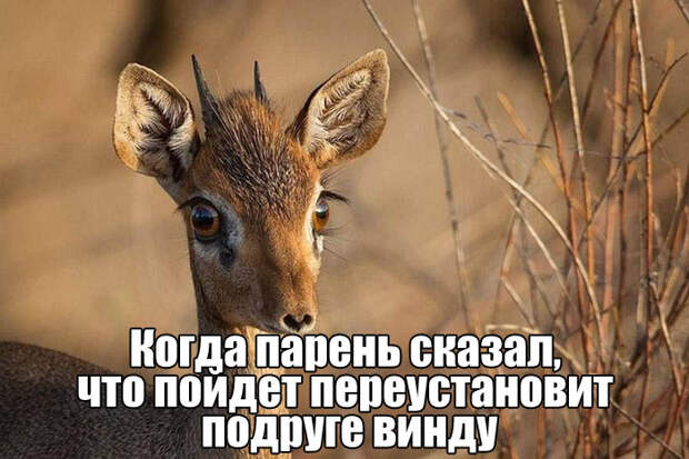Прикольные картинки. Дневной выпуск (50 фото)