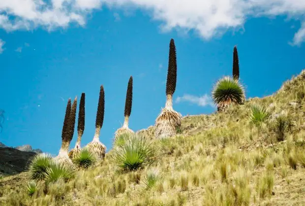 ���� ��������