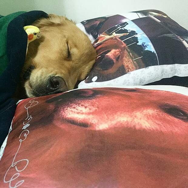 собака, 8 попугаев и хомяк 