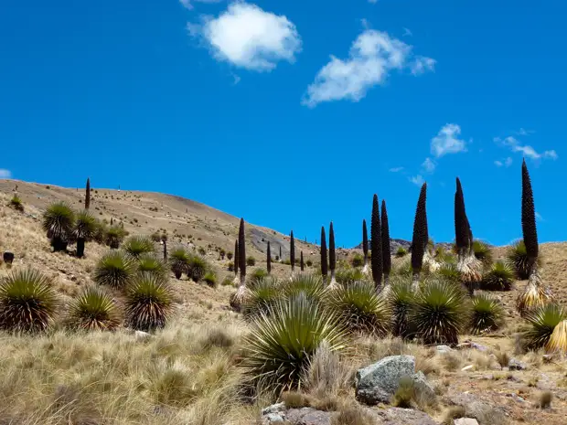 ���� ��������