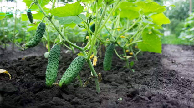 Полезные советы: как распознать и чем лечить болезни огурцов