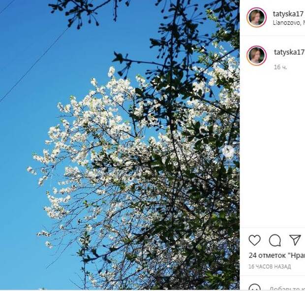 Фотокадр: у жительницы Лианозова за окном – всё в цвету