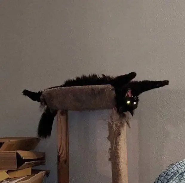 Bigpicture ru cats being weird weirdlilguys 6242d163a7e71 700