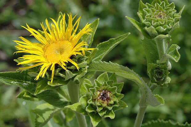 http://medrezept.ru/uploads/posts/2009-12/1261501643_inula_helenium_l._-2.jpg