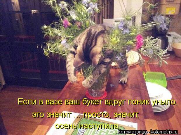 Котоматрица: Если в вазе ваш букет вдруг поник уныло,  это значит ... просто, значит,  осень наступила.