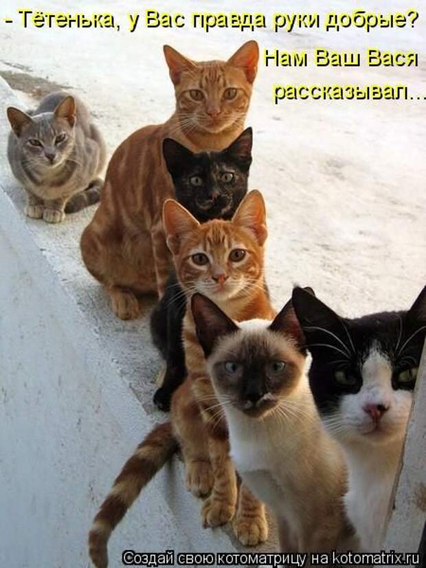 Котоматрицы(картинки с надписями)