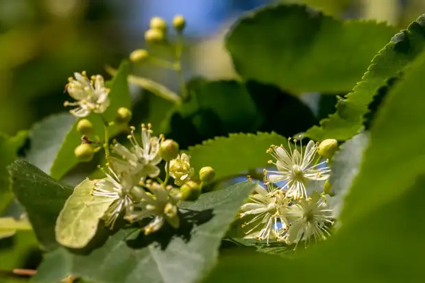 Липа японская Tilia japonica