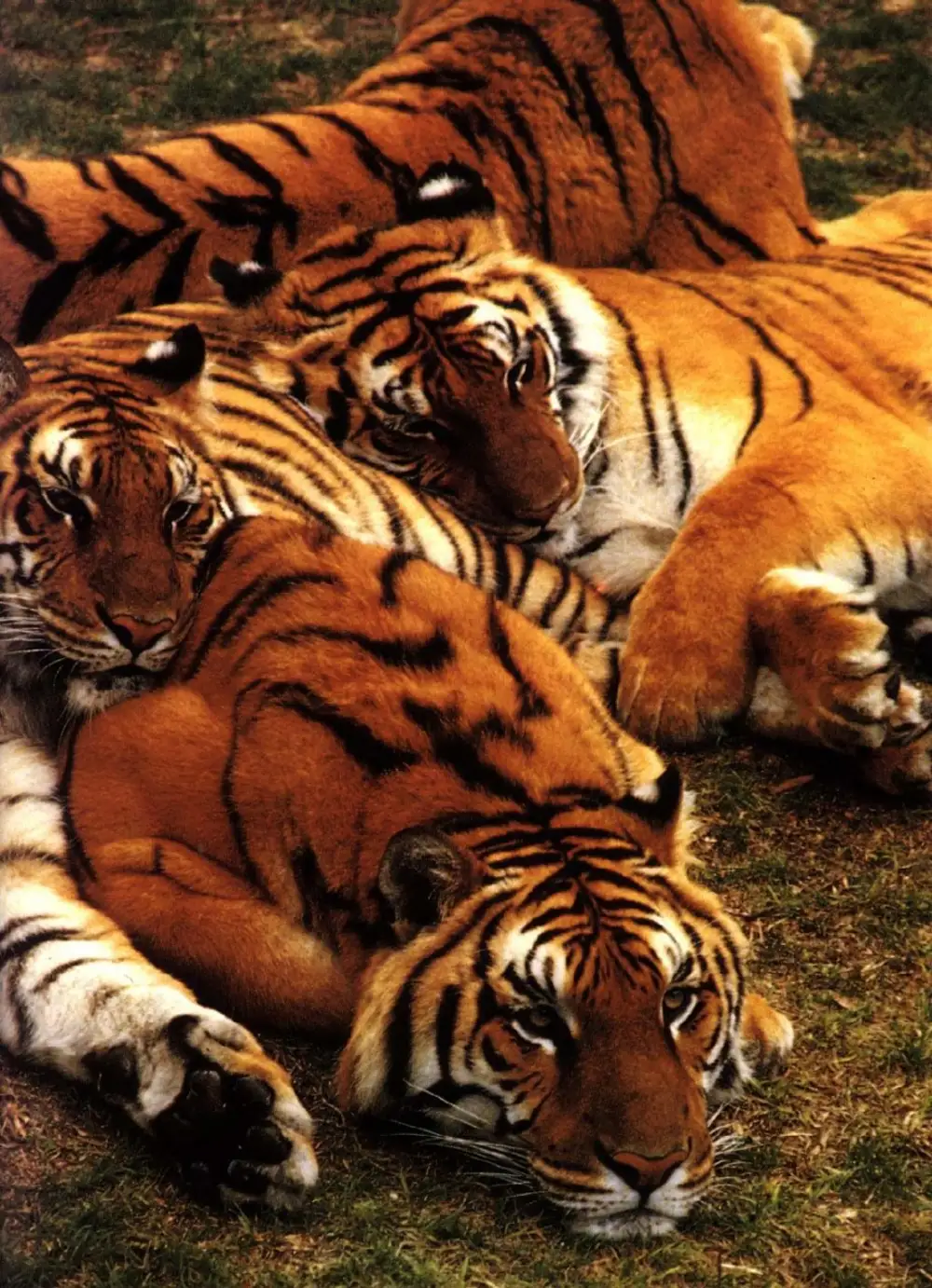 Четыре тигра. Взгляд тигра. Лев и тигр. Тигры прайд. Глаза тигра фото.