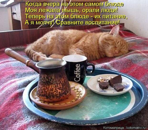 Лучшие котоматрицы недели Лучшие котоматрицы недели
