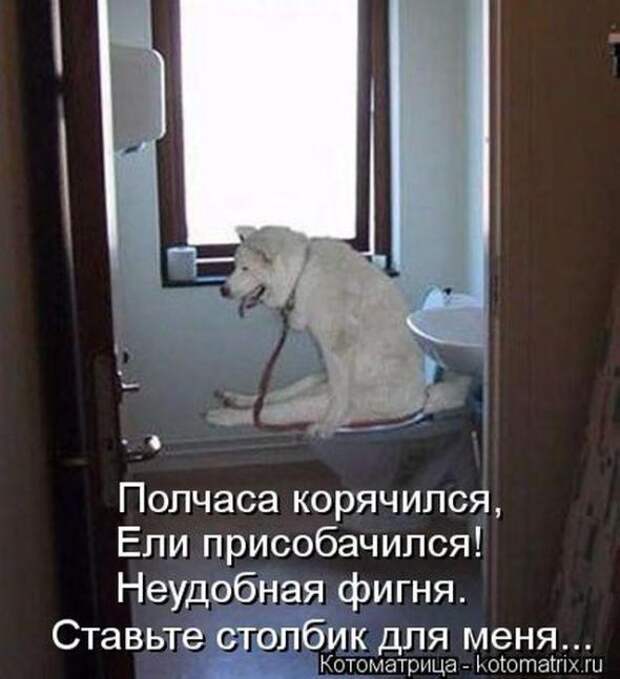 Котоматрицы (картинки с надписями)