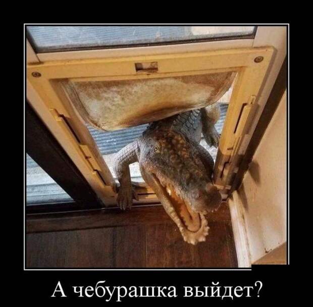 Демотиваторы Демотиваторы