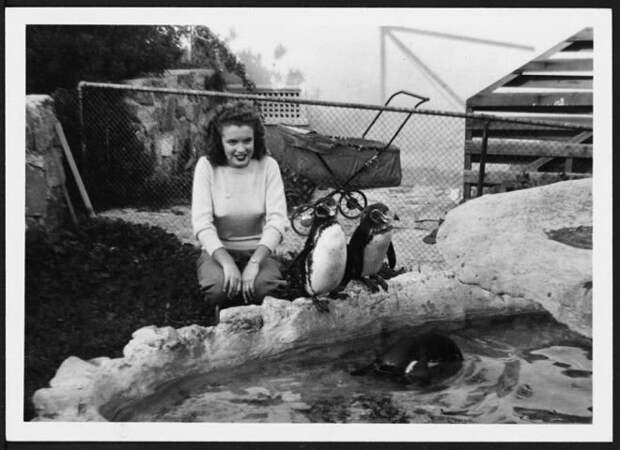 Молодая Норма Джин Мортенсон играет с пингвинами в зоопарке. Мерилин Монро, норма джин, ретро, фото