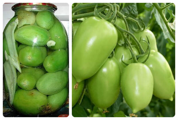 Зеленые помидоры с чесноком и сухой горчицей на зиму
