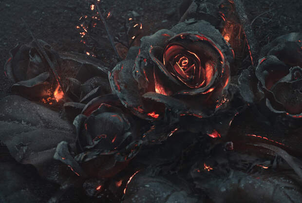 Тлеющий бутон огонь, роза, фотография