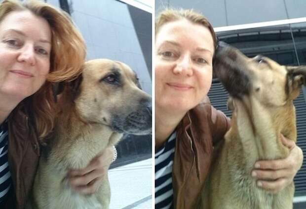 Стюардесса подобрала бездомного пса, который 3 месяца ждал её у аэропорта