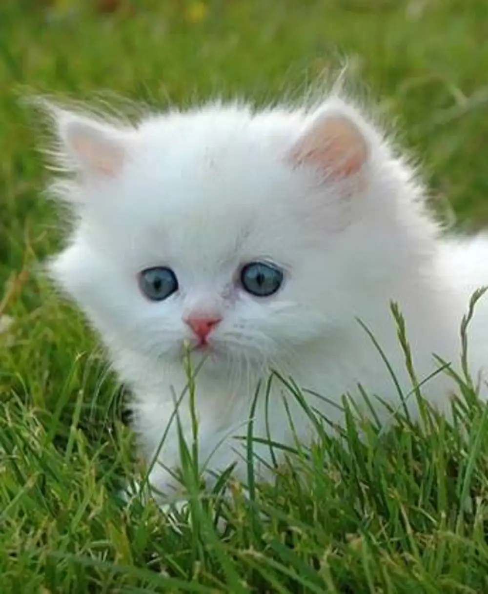 Белый маленький котик