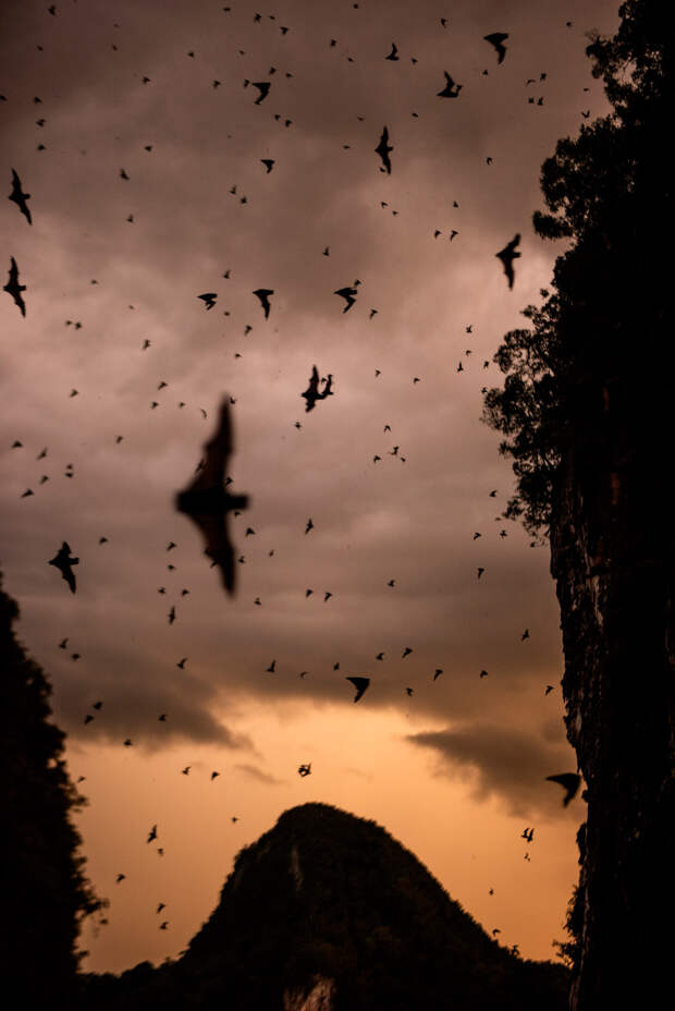 В оленьей пещере Борнео обитают более двух миллионов летучих мышей