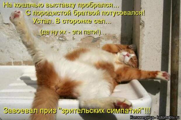 Новая котоматрица (39 фото)