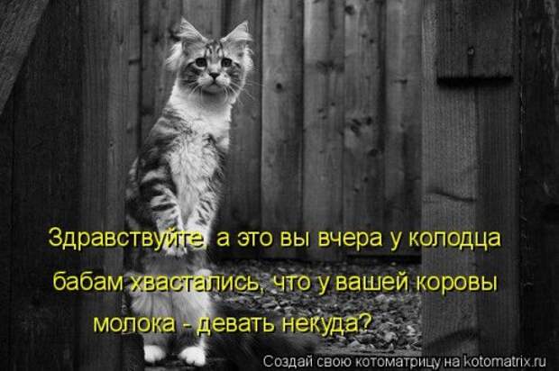 Новая котоматрица (39 фото)